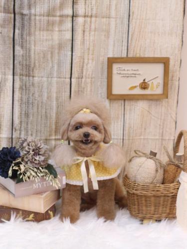 20241002麦ちゃん